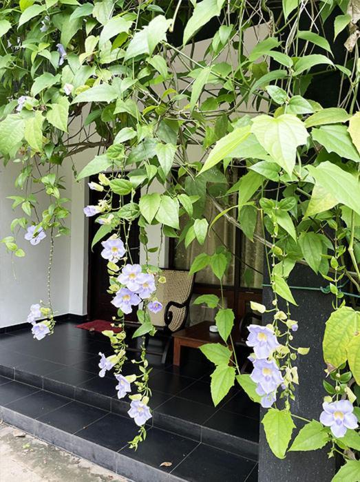 Bed and Breakfast Dambulla Rock Arch Esterno foto