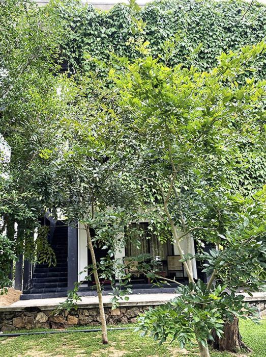 Bed and Breakfast Dambulla Rock Arch Esterno foto